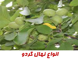 خرید نهال گردو پیوندی