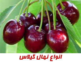 خرید نهال گردو پیوندی