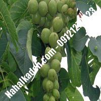 خرید نهال گردوی ارمنستان  خرید نهال گردو ارمنستان  گردو ارمنستان  نهالکده بزرگ تهران 09121270623 دکتر ماندگار (کپی)