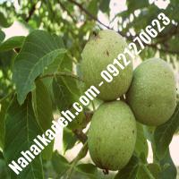 خرید نهال گردوی سولانو |خرید نهال گردو سولانو | گردو سولانو | نهالکده بزرگ تهران 09121270623 دکتر ماندگار 