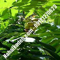 فروش نهال گردوی ارمنستان  فروش نهال گردو ارمنستان  گردو ارمنستان  نهالکده بزرگ تهران 09121270623 دکتر ماندگار 