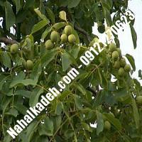 فروش نهال گردوی وینا |فروش  نهال گردو وینا | گردو وینا | نهالکده بزرگ تهران 09121270623 دکتر ماندگار 