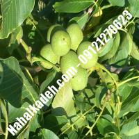 قیمت نهال گردوی سر |قیمت نهال گردو سر | گردو سر | نهالکده بزرگ تهران 09121270623 دکتر ماندگار