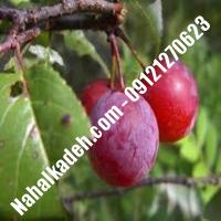 نهال آلو پرزیدنت اصلاح شده | نهالستان خاورمیانه 09121270623 دکتر ماندگار 