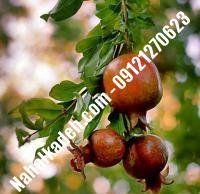 نهال انار ملس یزدی اصلاح شده | نهالستان خاورمیانه ۰۹۱۲۱۲۷۰۶۲۳ دکتر ماندگار