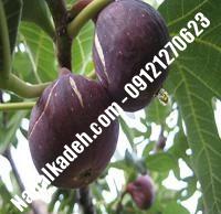 نهال انجیر میسیشن اصلاح شده | نهالستان خاورمیانه ۰۹۱۲۱۲۷۰۶۲۳ دکتر ماندگار