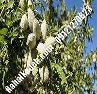 نهال بادام نان پاریل | بادام نان پاریل | نهالستان خاورمیانه ۰۹۱۲۱۲۷۰۶۲۳ دکتر ماندگار