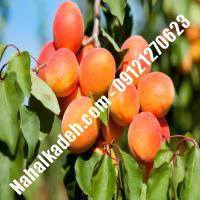 نهال زردآلو تیلتون | زردالو تیلتون | نهالستان خاورمیانه 09121270623 دکتر ماندگار