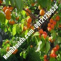 نهال زردآلو نخجوان | زردآلو نخجوان | نهالستان خاورمیانه 09121270623 دکتر ماندگار 