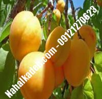 نهال زردآلو نصیری | زردآلو نصیری | نهالستان خاورمیانه ۰۹۱۲۱۲۷۰۶۲۳ دکتر ماندگار