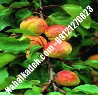 نهال زردآلو هاروجم | زردالو هاروجم | نهالستان خاورمیانه ۰۹۱۲۱۲۷۰۶۲۳ دکتر ماندگار