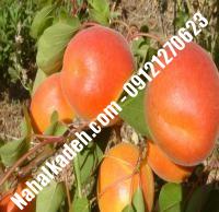 نهال زردآلو ویکات | زردالو ویکات | نهالستان خاورمیانه ۰۹۱۲۱۲۷۰۶۲۳ دکتر ماندگار