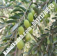 نهال زیتون فیشمی | زیتون فیشمی | نهالستان خاورمیانه ۰۹۱۲۱۲۷۰۶۲۳ دکتر ماندگار