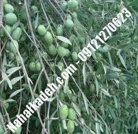 نهال زیتون ماری | زیتون ماری | نهالستان خاورمیانه ۰۹۱۲۱۲۷۰۶۲۳ دکتر ماندگار
