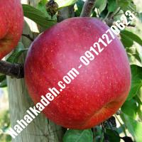 نهال سیب جوناگلد اصلاح شده | نهالستان خاورمیانه 09121270623 دکتر ماندگار