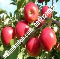 نهال سیب رم بیوتی اصلاح شده | نهالستان خاورمیانه ۰۹۱۲۱۲۷۰۶۲۳ دکتر ماندگار
