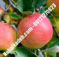 نهال سیب شفیع آبادی اصلاح شده | نهالستان خاورمیانه ۰۹۱۲۱۲۷۰۶۲۳ دکتر ماندگار