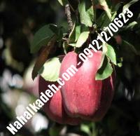 نهال سیب نوری مراغه اصلاح شده | نهالستان خاورمیانه ۰۹۱۲۱۲۷۰۶۲۳ دکتر ماندگار