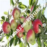 نهال سیب گلاب اصلاح شده  نهالستان خاورمیانه 09121270623 دکتر ماندگار