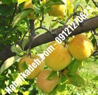 نهال سیب گلدن دلشیز اصلاح شده | نهالستان خاورمیانه ۰۹۱۲۱۲۷۰۶۲۳ دکتر ماندگار