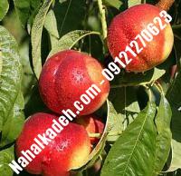 نهال شلیل نکتارد دیرگل | نهال شلیل نکتارد | نهالستان خاورمیانه ۰۹۱۲۱۲۷۰۶۲۳ دکتر ماندگار