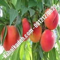 نهال هلو رد تاپ | هلو رد تاپ | نهالستان خاورمیانه 09121270623 دکتر ماندگار 