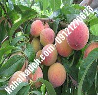 نهال هلو زعفرانی | هلو زعفرانی | نهالستان خاورمیانه ۰۹۱۲۱۲۷۰۶۲۳ دکتر ماندگار