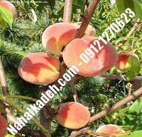 نهال هلو سبز | هلو سبز | نهالستان خاورمیانه ۰۹۱۲۱۲۷۰۶۲۳ دکتر ماندگار