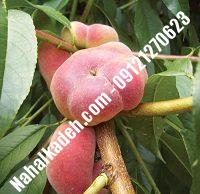 نهال هلو عسلی | هلو عسلی | نهالستان خاورمیانه ۰۹۱۲۱۲۷۰۶۲۳ دکتر ماندگار