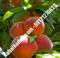 نهال هلو هسته جدا | هلو هسته جدا | نهالستان خاورمیانه ۰۹۱۲۱۲۷۰۶۲۳ دکتر ماندگار