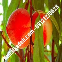 نهال هلو پایه gn | هلو پایه gn | نهالستان خاورمیانه 09121270623 دکتر ماندگار