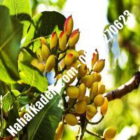 نهال پسته شاه پسند پیوندی | پسته دامغان پیوندی | نهالستان خاورمیانه 09121270623 دکتر ماندگار 