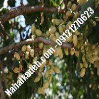 نهال پسته علم پیوندی | پسته دامغان پیوندی | نهالستان خاورمیانه 09121270623 دکتر ماندگار 