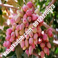 نهال پسته فندقی پیوندی | پسته دامغان پیوندی | نهالستان خاورمیانه 09121270623 دکتر ماندگار 