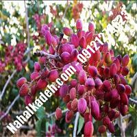 نهال پسته کله قوچی پیوندی | پسته دامغان پیوندی | نهالستان خاورمیانه 09121270623 دکتر ماندگار