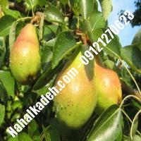 نهال گلابی بارتلت گلابی بارتلت نهالستان خاورمیانه 09121270623 دکتر ماندگار