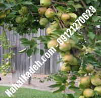 نهال گلابی زود بازده| گلابی زود بازده | نهالستان خاورمیانه ۰۹۱۲۱۲۷۰۶۲۳ دکتر ماندگار