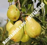 نهال گلابی شاه میوه| گلابی شاه میوه | نهالستان خاورمیانه ۰۹۱۲۱۲۷۰۶۲۳ دکتر ماندگار