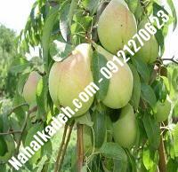 نهال گلابی قوسی مشهد| گلابی قوسی مشهد | نهالستان خاورمیانه ۰۹۱۲۱۲۷۰۶۲۳ دکتر ماندگار