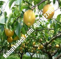 نهال گلابی مشو| گلابی مشو | نهالستان خاورمیانه ۰۹۱۲۱۲۷۰۶۲۳ دکتر ماندگار