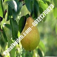 نهال گلابی نطنزی گلابی نطنزی  نهالستان خاورمیانه 09121270623 دکتر ماندگار 