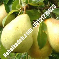 نهال گلابی پایه رویشی گلابی پایه رویشی  نهالستان خاورمیانه 09121270623 دکتر ماندگار 