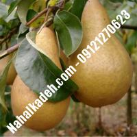 نهال گلابی پایه کوتاه گلابی پایه کوتاه  نهالستان خاورمیانه 09121270623 دکتر ماندگار 