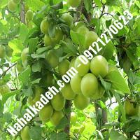 نهال گوجه سبز آذر شهر  نهال گوجه سبز  نهالستان خاورمیانه 09121270623 دکتر ماندگار 