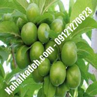 نهال گوجه سبز برغانی  نهال گوجه سبز  نهالستان خاورمیانه 09121270623 دکتر ماندگار 