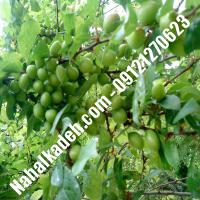 نهال گوجه سبز ملایر  نهال گوجه سبز  نهالستان خاورمیانه 09121270623 دکتر ماندگار 