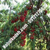 نهال گیلاس خوشه ای گیلاس خوشه ای نهالستان خاورمیانه 09121270623 دکتر ماندگار