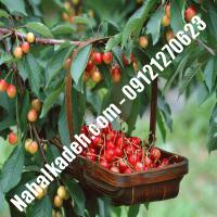 نهال گیلاس پیش رس سیلویا  گیلاس پیش رس سیلویا  نهالستان خاورمیانه 09121270623 دکتر ماندگار 