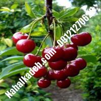 قیمت خرید نهال آلبالو در بروجرد | 09120460327