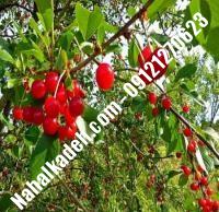 قیمت خرید نهال آلبالو در علی‌آباد کتول | ۰۹۱۲۰۴۶۰۳۲۷